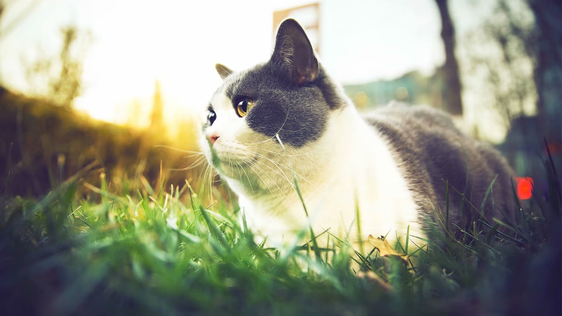 世界跳水系列赛,中国队完成大满贯包揽,世界跳水冠军赛