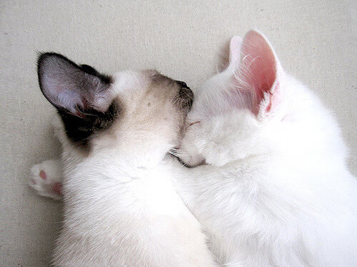 乐鱼体育登录-世界蹦床锦标赛，中国女团勇夺金牌，世界女子蹦床锦标赛视频回放