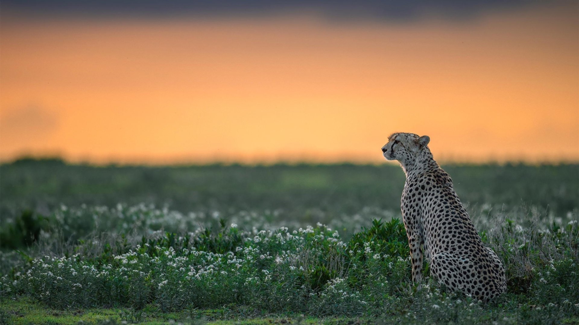 决定欧洲足球冠军联赛出线的胜利者即将确定,欧洲冠军联赛是由欧足联主办的年度足球比赛,自199