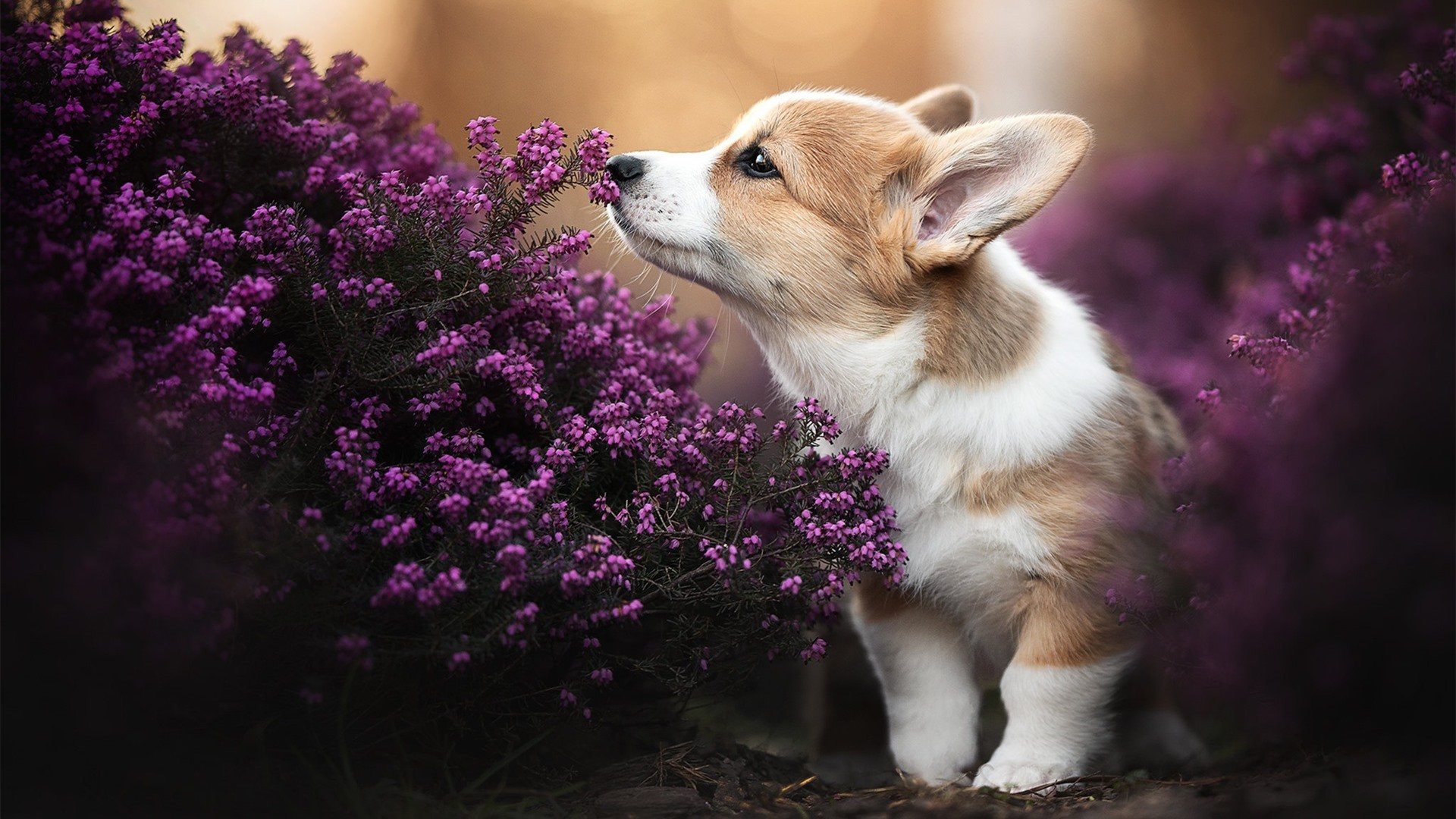 乐鱼体育-北京国安防守表现稳固，北京国安队官网