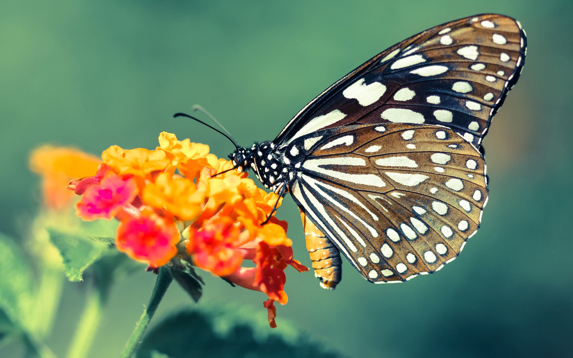 中国男篮强化篮板争夺积极二次进攻,中国男篮规划