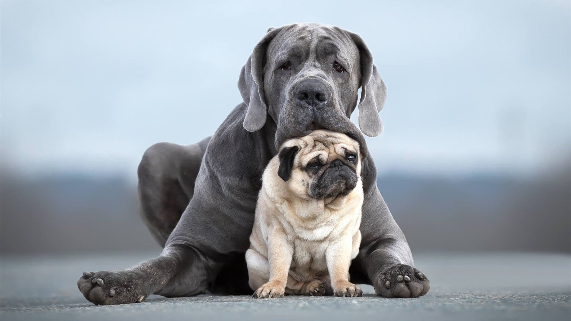 中国香港队未来发展展望：培养更多国际级乒乓球人才，香港乒乓球队实力