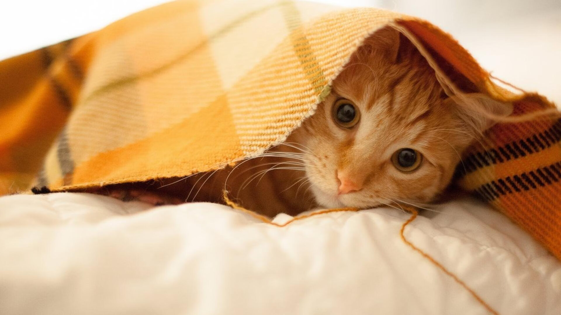 德甲的球迷参与度提升方案,德甲球迷助威