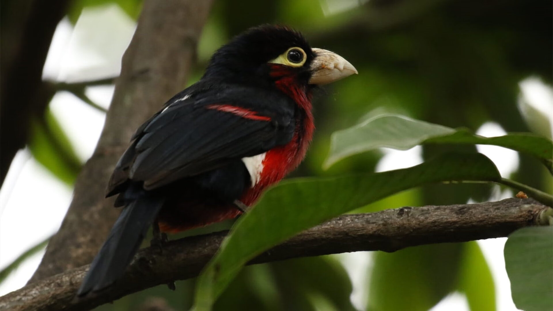 APP下载 LY Sports-瑞安：精准传球与防守技巧，让全黑队进攻更具创造力